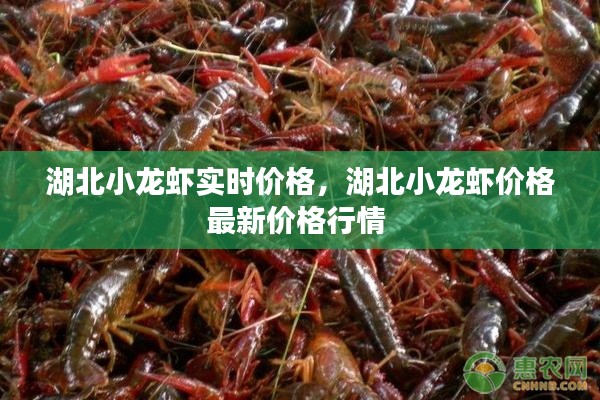 湖北小龙虾实时价格,湖北小龙虾价格最新价格行情