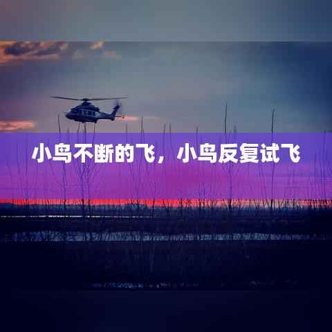 小鸟不断的飞,小鸟反复试飞