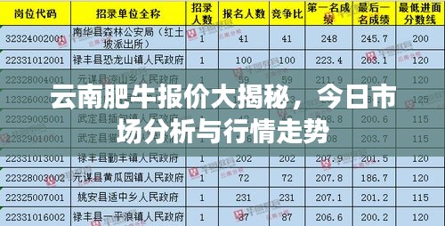 云南肥牛报价大揭秘，今日市场分析与行情走势