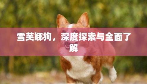 雪芙娜狗,深度探索与全面了解
