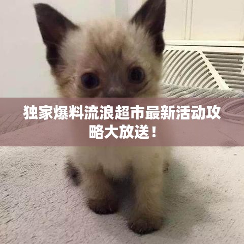 独家爆料流浪超市最新活动攻略大放送!