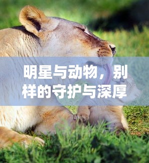 明星与动物,别样的守护与深厚友情